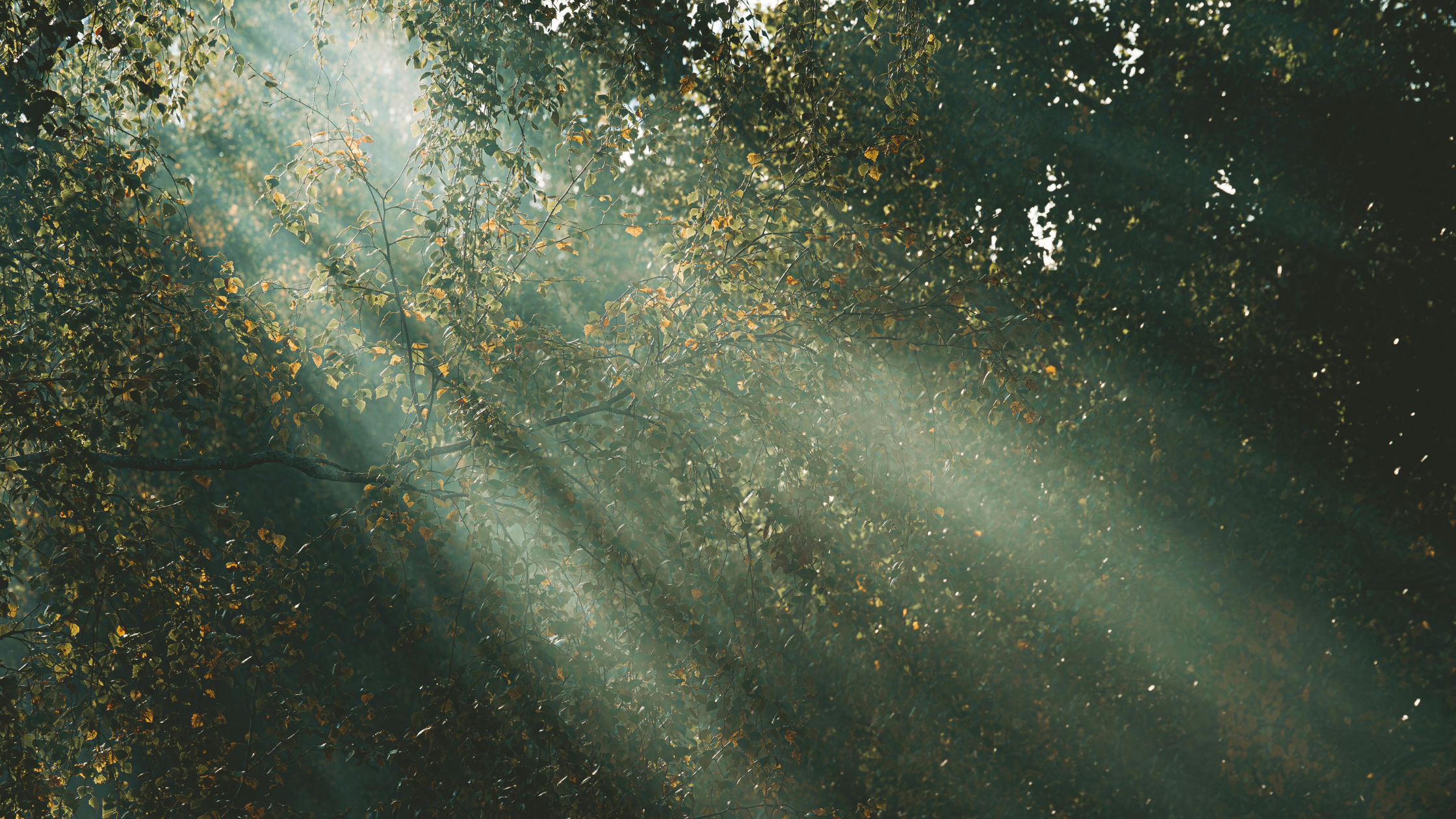 Sunlight filtering through forest trees, symbolizing healing, clarity, and renewal in addiction recovery.